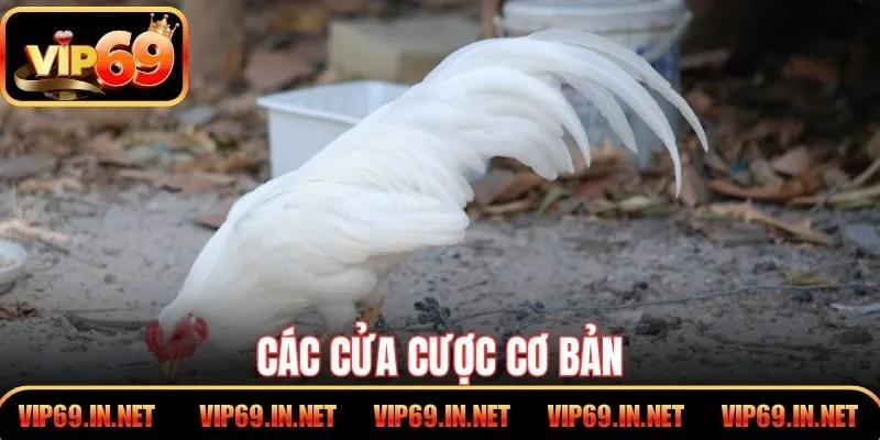 Đá Gà Tre VIP69 - Kỹ Thuật, Cửa Cược Và Mẹo Chọn Chiến Kê Các cửa cược cơ bản