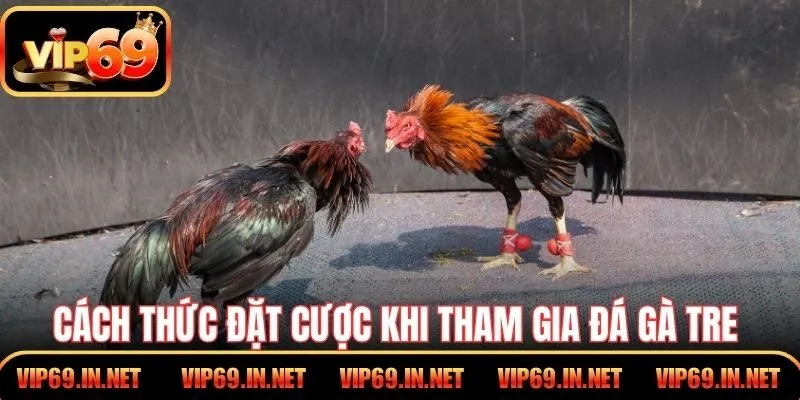 Đá Gà Tre VIP69 - Kỹ Thuật, Cửa Cược Và Mẹo Chọn Chiến Kê Cách thức đặt cược cơ bản khi tham gia đá gà tre của VIP69