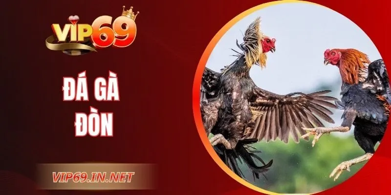 Đá Gà Đòn - Kỹ Thuật Thi Đấu Đỉnh Cao Tại Cổng Game VIP69 Đá Gà Đòn - Kỹ Thuật Thi Đấu Đỉnh Cao Tại Cổng Game VIP69