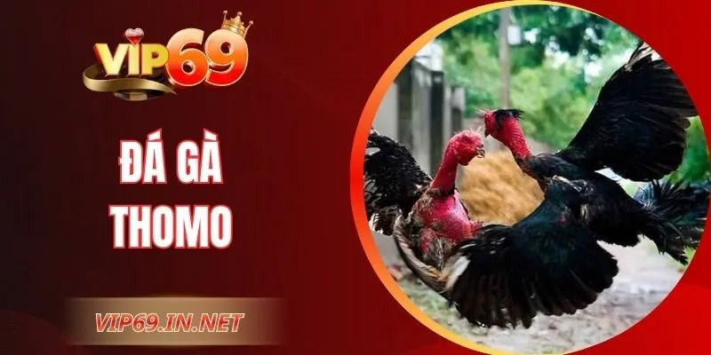 Đá Gà Thomo VIP69 - Kỹ Thuật, Luật Chơi Và Kinh Nghiệm Hay Đá Gà Thomo VIP69 - Kỹ Thuật, Luật Chơi Và Kinh Nghiệm Hay
