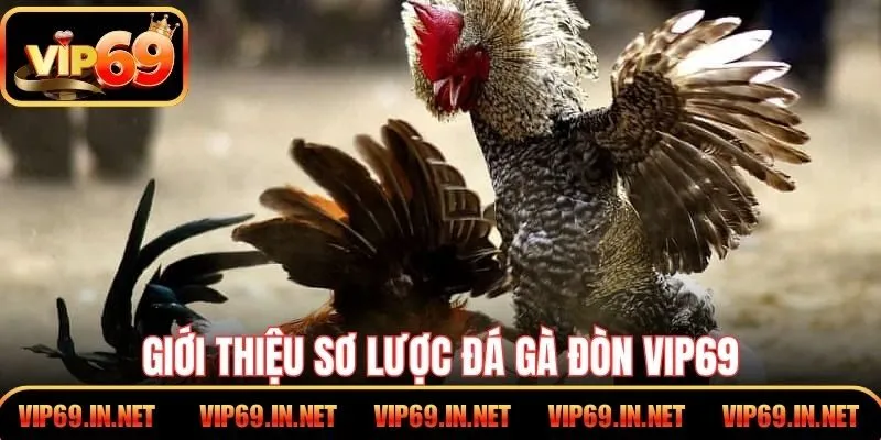 Đá Gà Đòn - Kỹ Thuật Thi Đấu Đỉnh Cao Tại Cổng Game VIP69 Giới thiệu sơ lược đá gà đòn VIP69