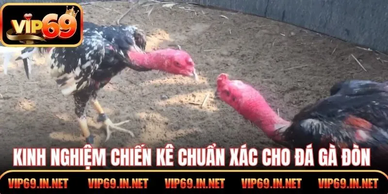 Đá Gà Đòn - Kỹ Thuật Thi Đấu Đỉnh Cao Tại Cổng Game VIP69 Kinh nghiệm chiến kê chuẩn xác cho đá gà đòn VIP69