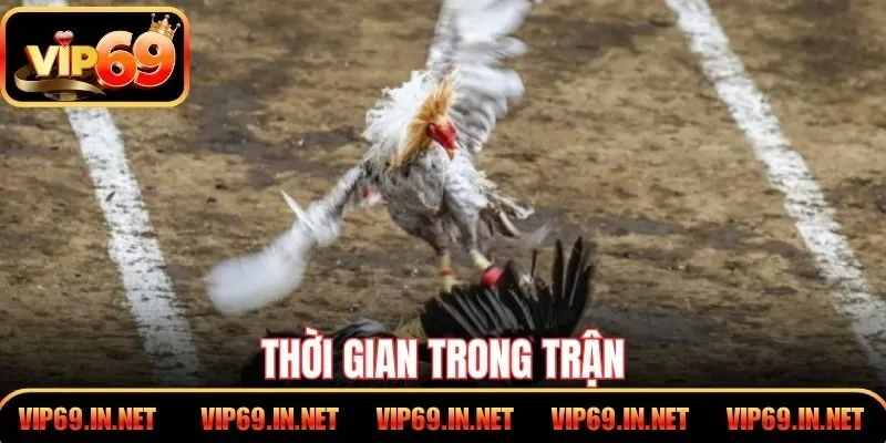 Đá Gà Đòn - Kỹ Thuật Thi Đấu Đỉnh Cao Tại Cổng Game VIP69 Thời gian trong trận