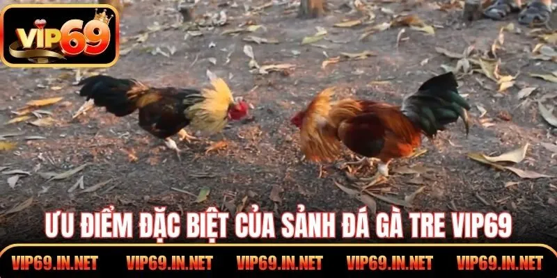 Đá Gà Tre VIP69 - Kỹ Thuật, Cửa Cược Và Mẹo Chọn Chiến Kê Ưu điểm đặc biệt của sảnh đá gà tre VIP69